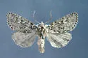 Xestia perquiritata - Hodges#10962 - photo 3