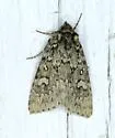 Xestia perquiritata - Hodges#10962 - photo 4
