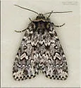 Xestia perquiritata - Hodges#10962 - photo 5