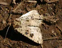 Xestia plebeia - Hodges#11011 - Xestia plebeia