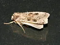 Xestia plebeia - Hodges#11011 - photo 2