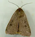 Xestia plebeia - Hodges#11011 - photo 3