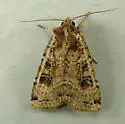 Xestia plebeia - Hodges#11011 - photo 4