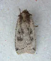 Xestia plebeia - Hodges#11011 - photo 5