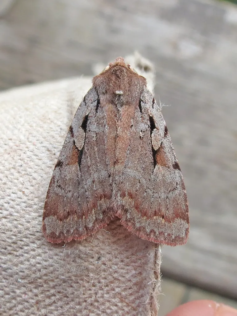 Praevia Dart - Hodges#10968.1 - photo 2