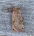 Smith's Dart - Hodges#10944 - photo 2