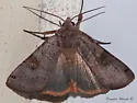 Smith's Dart - Hodges#10944 - photo 3
