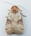 Smith's Dart - Hodges#10944 - photo 5