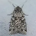 Xestia speciosa - Hodges#10959 - photo 2