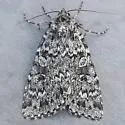 Xestia speciosa - Hodges#10959 - photo 3