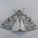 Xestia speciosa - Hodges#10959 - photo 4