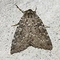 Xestia speciosa - Hodges#10959 - photo 5