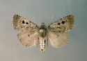 Xestia ursae - Hodges#10966.1