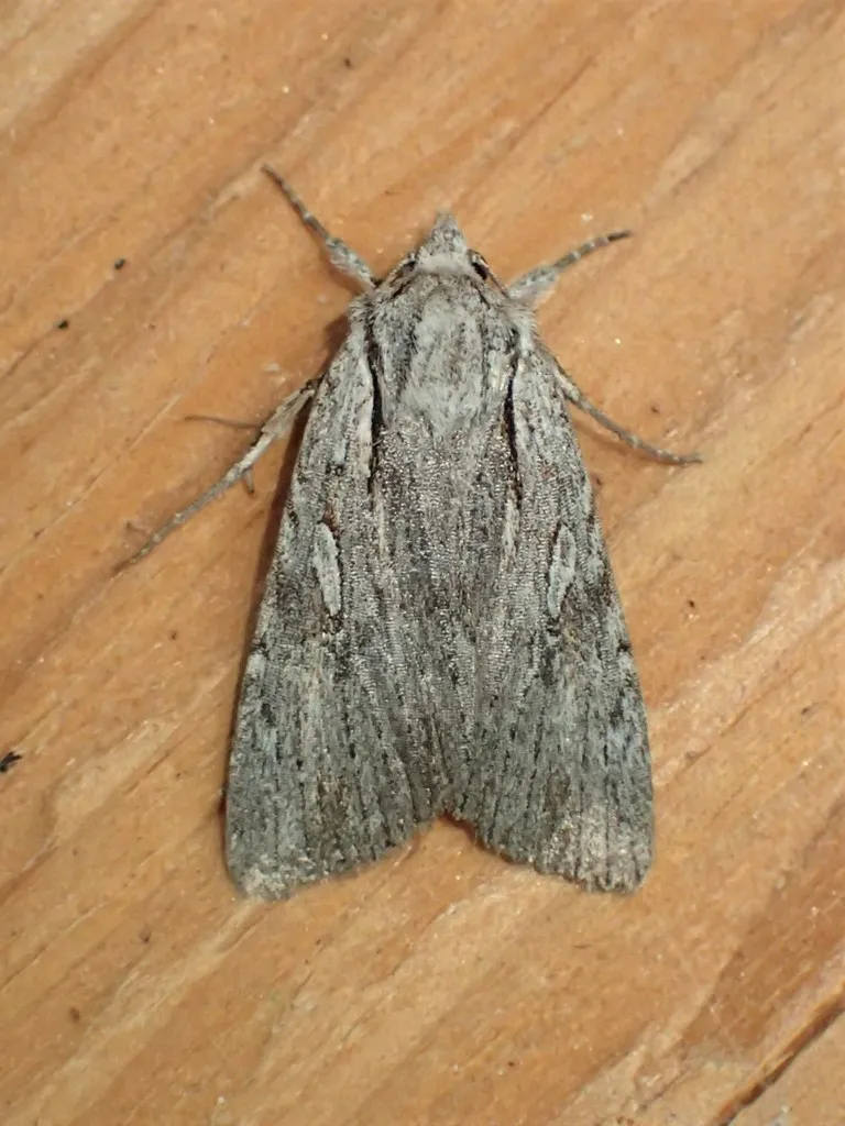 Xestia vernilis - Hodges#10973 - photo 2
