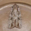 Xestia verniloides - Hodges#10973.1 - photo 2