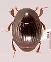 Xestipyge conjunctum - photo 3