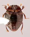 Xestipyge conjunctum - photo 4