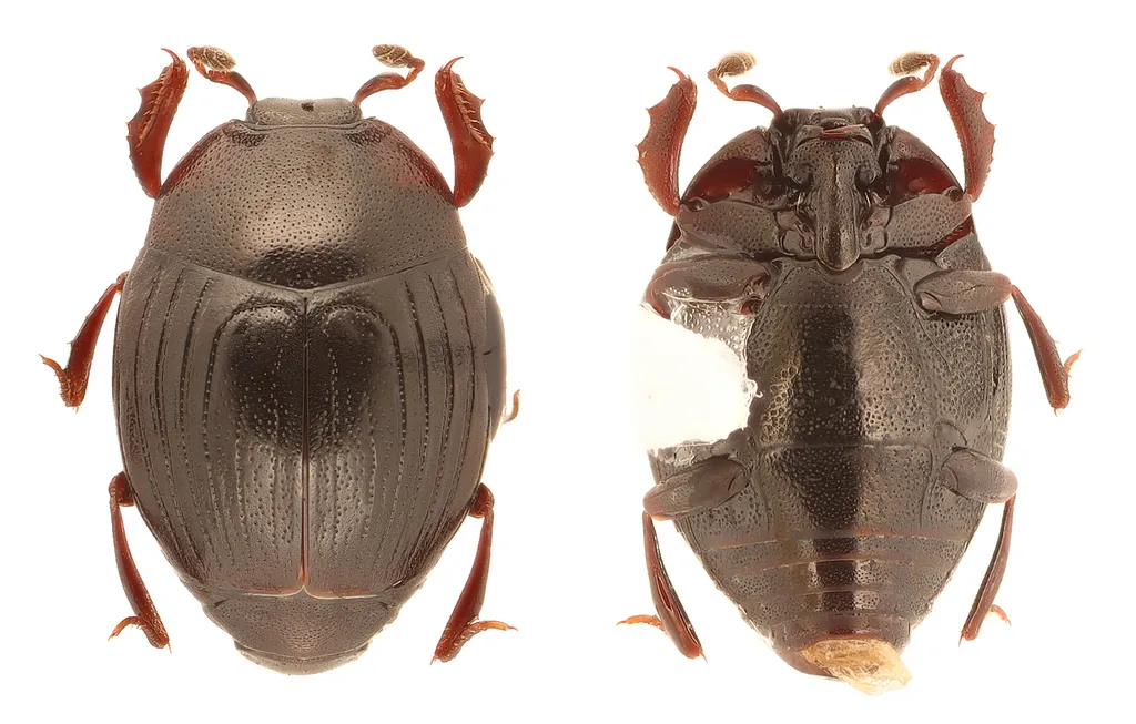 Xestipyge geminatum - photo 2