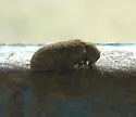 Xestobium affine