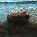 Xestobium affine - photo 2