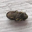 Xestobium affine - photo 3