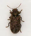 Xestobium affine - photo 4