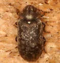 Xestobium affine - photo 5