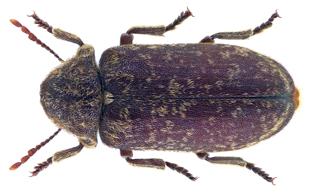 Deathwatch Beetle