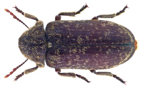 Deathwatch Beetle - photo 2
