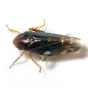 Xestocephalus brunneus