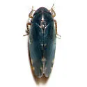Xestocephalus brunneus - photo 2