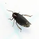 Xestocephalus brunneus - photo 4