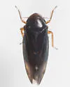 Xestocephalus brunneus - photo 5