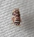 Xestocephalus coronatus - photo 2