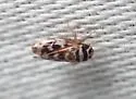 Xestocephalus coronatus - photo 3