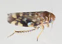Xestocephalus fulvocapitatus - photo 2
