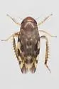 Xestocephalus fulvocapitatus - photo 3