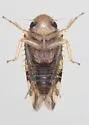 Xestocephalus fulvocapitatus - photo 4