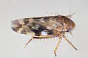 Xestocephalus fulvocapitatus - photo 5
