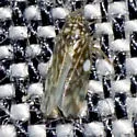 Xestocephalus lunatus