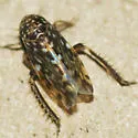 Xestocephalus lunatus - photo 2