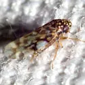 Xestocephalus lunatus - photo 3