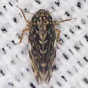 Xestocephalus lunatus - photo 4