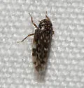 Xestocephalus lunatus - photo 5