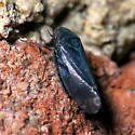 Xestocephalus piceus