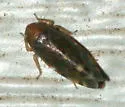 Xestocephalus piceus - photo 2