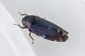 Xestocephalus piceus - photo 3