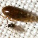 Xestocephalus piceus - photo 4