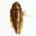 Xestocephalus piceus - photo 5