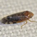 Xestocephalus provancheri